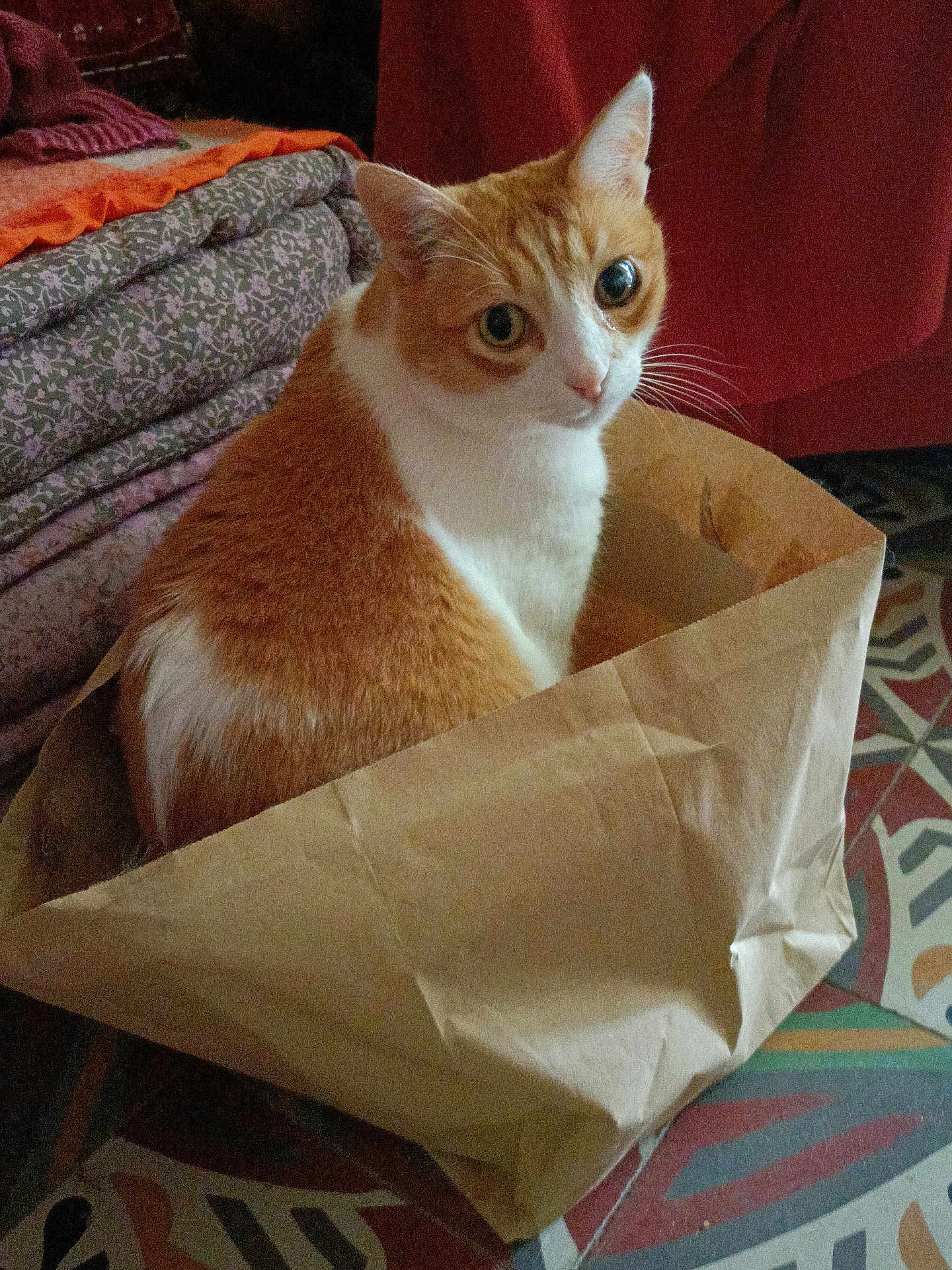 Ti'Père participe au concours pour gagner de l'argent avec cette photo : cat, orange_cat, white_cat, paper_bag, curious, indoor, folded_blankets, patterned_floor, cozy, pet, animal, fur, whiskers, ears, sitting, looking_up, domestic, household, crumpled_bag, soft_lighting