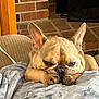 dog, french_bulldog, pet, sleeping, cozy, blanket, paw, indoors, couch, fur, animal, relaxed, face, ears, nose, tile_floor, fireplace, brick_wall, resting, cute