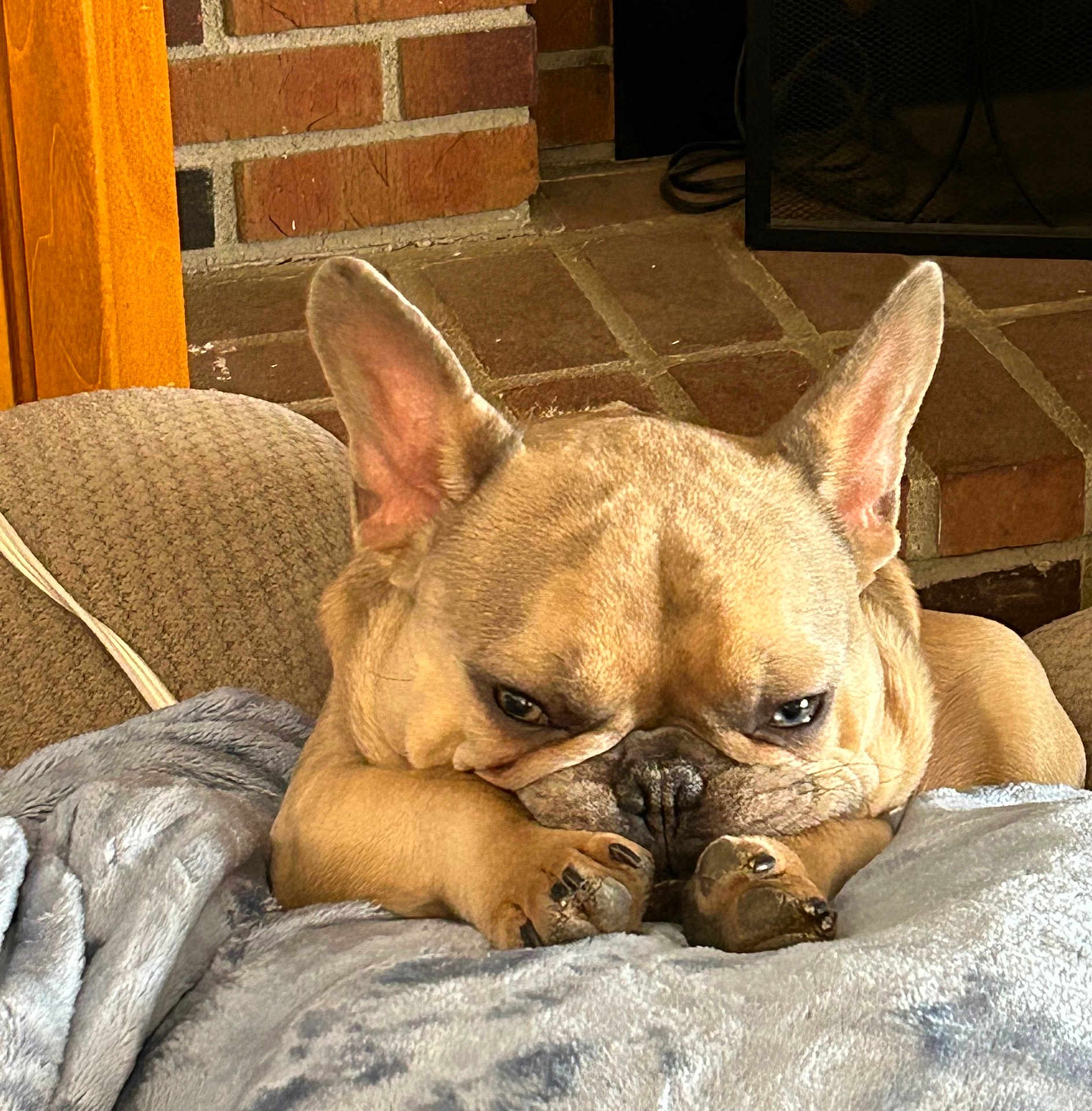 Ziggy joined the competition — help win amazing prizes! dog, french_bulldog, pet, sleeping, cozy, blanket, paw, indoors, couch, fur, animal, relaxed, face, ears, nose, tile_floor, fireplace, brick_wall, resting, cute