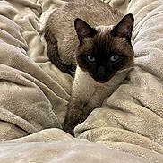 Shaka participe au concours pour gagner de l'argent avec cette photo : cat, siamese, blue_eyes, feline, pet, indoor, blanket, beige, cozy, fur, relaxed, animal, whiskers, ears, cute, resting, comfort, soft, portrait, domestic
