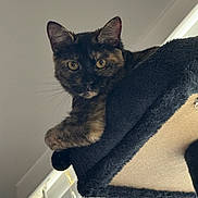 Buffy joined the competition — help win amazing prizes! cat, tortoiseshell_cat, pet, animal, feline, indoor, cat_tree, window_blinds, curious, yellow_eyes, fur, whiskers, perched, cozy, looking, closeup, black_fur, brown_fur, gray_wall, domestic_animal