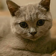 Abby a rejoint le concours — aidez-le/la à gagner de superbes lots ! beige_background, big_eyes, blanket, cat, close_up, cozy, curious, cute, domestic_animal, ears, eye_contact, feline, fur, indoor, mammal, pet, portrait, resting, soft_texture, whiskers