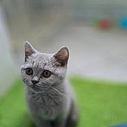 Abby participe au concours pour gagner de l'argent avec cette photo : cat, kitten, gray_cat, pet, animal, indoor, green_mat, curious, feline, young_cat, closeup, soft_focus, blurred_background, cute, whiskers, ears, eyes, sitting, domestic_cat, fur