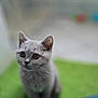 cat, kitten, gray_cat, pet, animal, indoor, green_mat, curious, feline, young_cat, closeup, soft_focus, blurred_background, cute, whiskers, ears, eyes, sitting, domestic_cat, fur