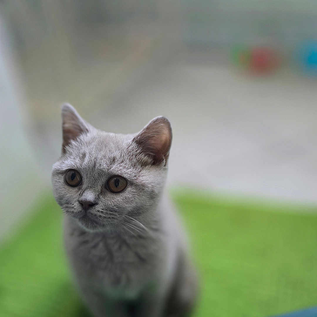 Abby participe au concours pour gagner de l'argent avec cette photo : animal, blurred_background, cat, closeup, curious, cute, domestic_cat, ears, eyes, feline, fur, gray_cat, green_mat, indoor, kitten, pet, sitting, soft_focus, whiskers, young_cat