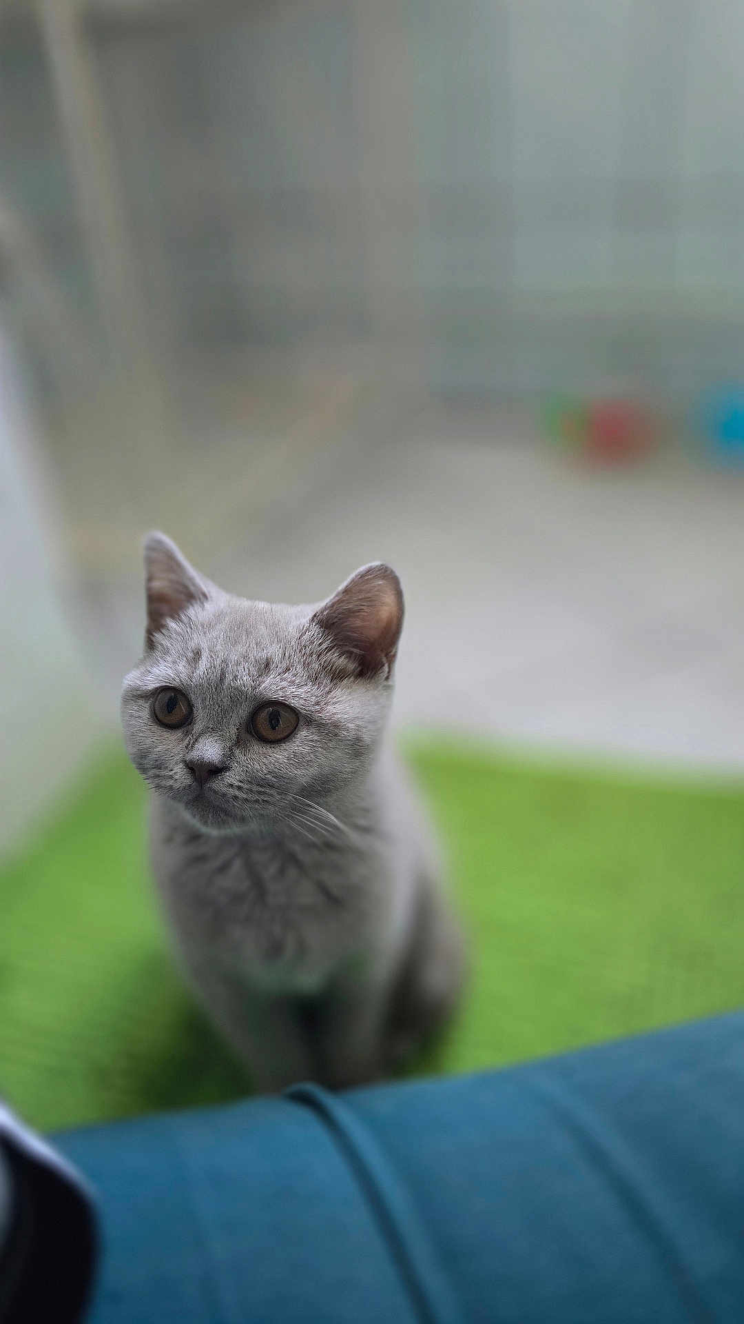 Abby participe au concours pour gagner de l'argent avec cette photo : cat, kitten, gray_cat, pet, animal, indoor, green_mat, curious, feline, young_cat, closeup, soft_focus, blurred_background, cute, whiskers, ears, eyes, sitting, domestic_cat, fur