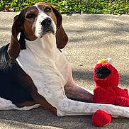 Lucy is registered to the contest to win money with this photo: dog, elmo, plush_toy, outdoor, concrete, grass, sunlight, shadow, pet, resting, brown, white, black, canine, toy, sidekick, relaxed, daytime, nature, companion