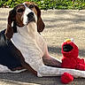 dog, elmo, plush_toy, outdoor, concrete, grass, sunlight, shadow, pet, resting, brown, white, black, canine, toy, sidekick, relaxed, daytime, nature, companion