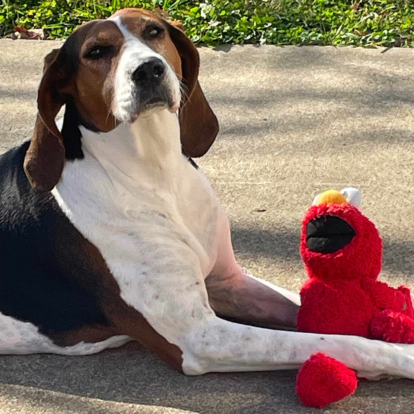 Lucy is registered to the contest to win money with this photo: dog, elmo, plush_toy, outdoor, concrete, grass, sunlight, shadow, pet, resting, brown, white, black, canine, toy, sidekick, relaxed, daytime, nature, companion