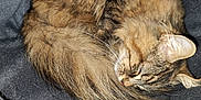 Pika a rejoint le concours — aidez-le/la à gagner de superbes lots ! cat, tabby, sleeping, curled_up, fur, pet, cozy, blanket, gray, resting, animal, cute, domestic_cat, whiskers, ear, tail, feline, soft, indoor, nap