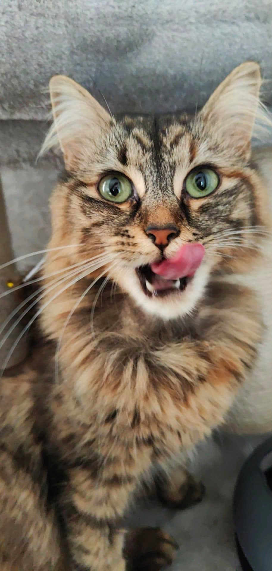 Pika participe au concours pour gagner de l'argent avec cette photo : cat, tabby, green_eyes, tongue_out, licking, fluffy, whiskers, ears, pet, animal, feline, cute, playful, close_up, indoor, fur, face, mouth, nose, paw