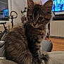 Pika participe au concours pour gagner de l'argent avec cette photo : kitten, cat, tabby, fluffy, indoor, living_room, blanket, furniture, television, exercise_bike, wooden_floor, ears, whiskers, fur, cute, pet, animal, sitting, cozy, domestic