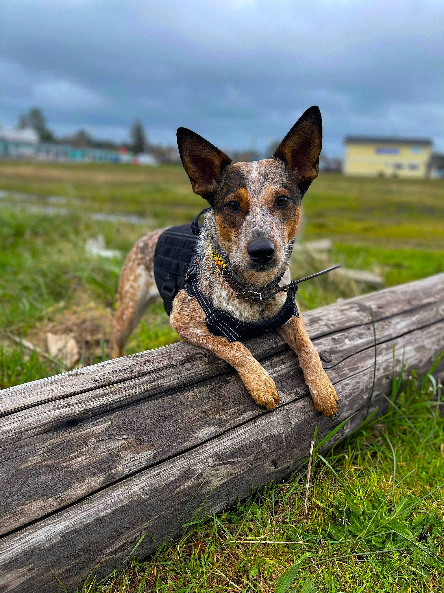 Ripley is registered to the contest to win money with this photo: australian_cattle_dog, canidae, carnivore, cloud, companion_dog, dog, dog_breed, fawn, fence, grass, grassland, landscape, plant, sky, snout, sporting_group, terrestrial_animal, whiskers, wood, working_animal