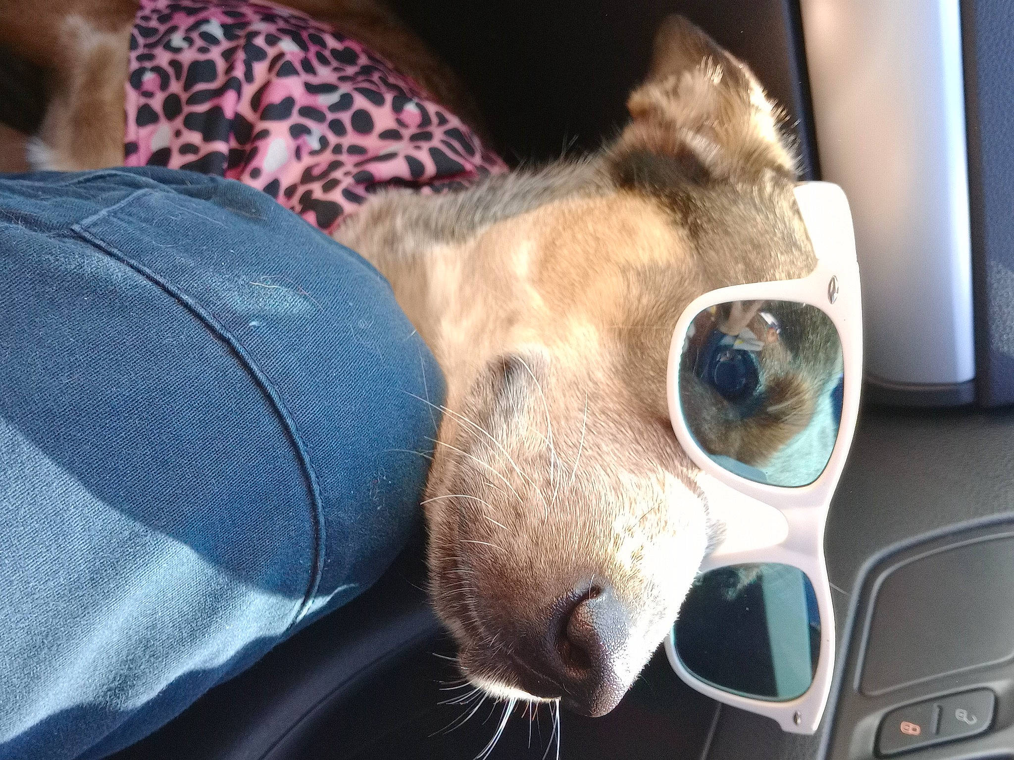 Ripley is registered to the contest to win money with this photo: canidae, carnivore, comfort, companion_dog, dog, dog_breed, ear, eyewear, fawn, felidae, fur, jaw, plush, selfie, small_to_medium_sized_cats, snout, stuffed_toy, sunglasses, whiskers, working_animal