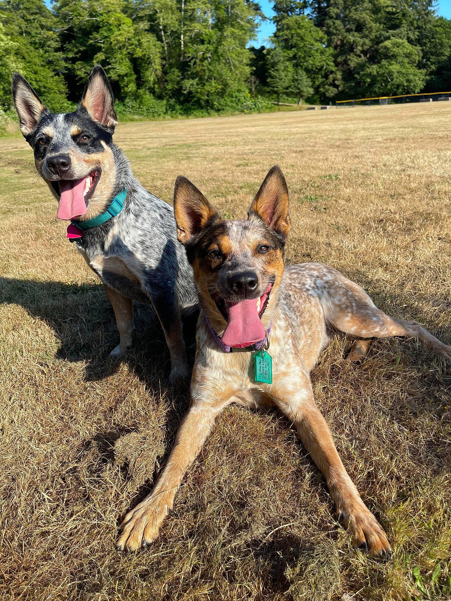 Ripley is registered to the contest to win money with this photo: adventure, canidae, carnivore, collar, companion_dog, dog, dog_breed, dog_supply, fawn, german_shepherd_dog, grass, herding_dog, plant, recreation, sky, soil, sporting_group, tree, working_animal, working_dog