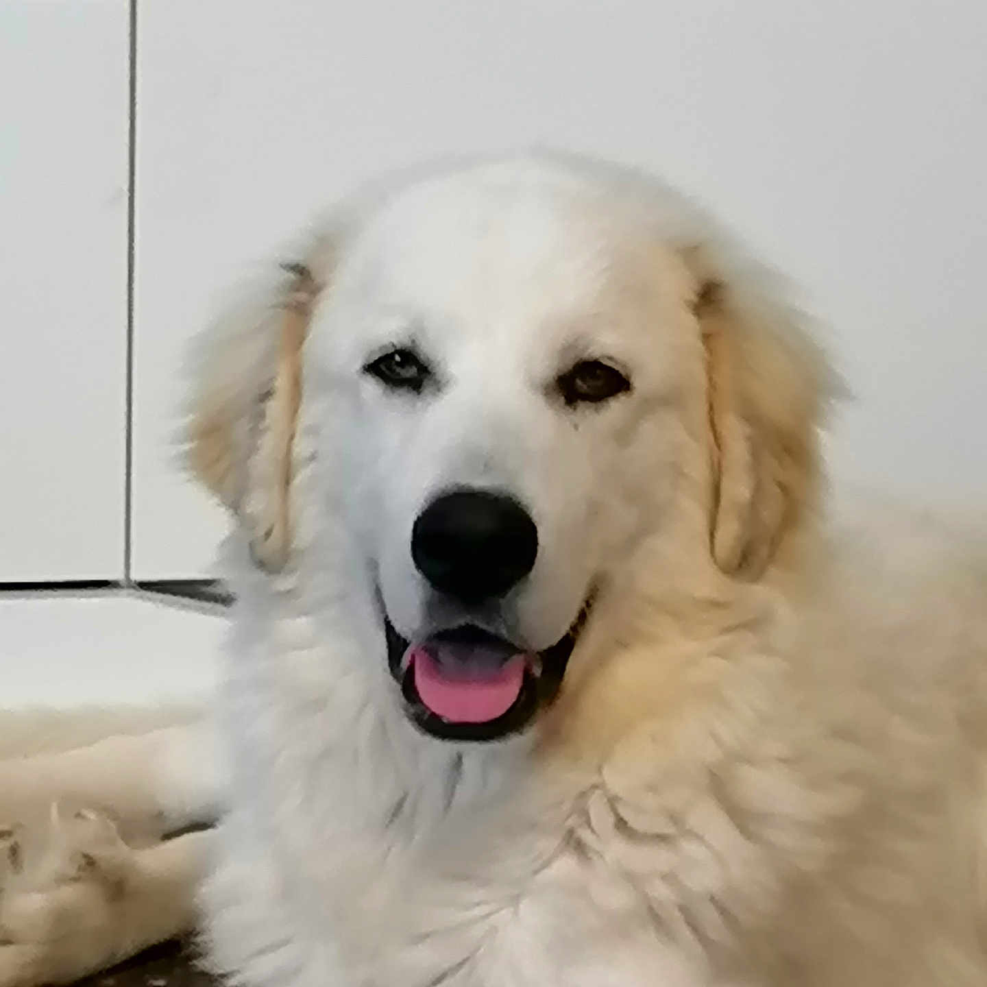 Baloo