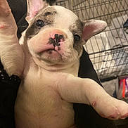 Kenzo joined the competition — help win amazing prizes! animal, bostonbull, boxer, bulldog, canine, dog, frenchbulldog, person, pet, pig, pitbull, puppy, shoppingcart, sleeping, whitedog