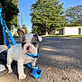 Kenzo joined the competition — help win amazing prizes! adult, animal, architecture, building, bulldog, canine, city, dog, frenchbulldog, grass, outdoors, pet, plant, puppy, road, shelter, street, tree, urban, vegetation