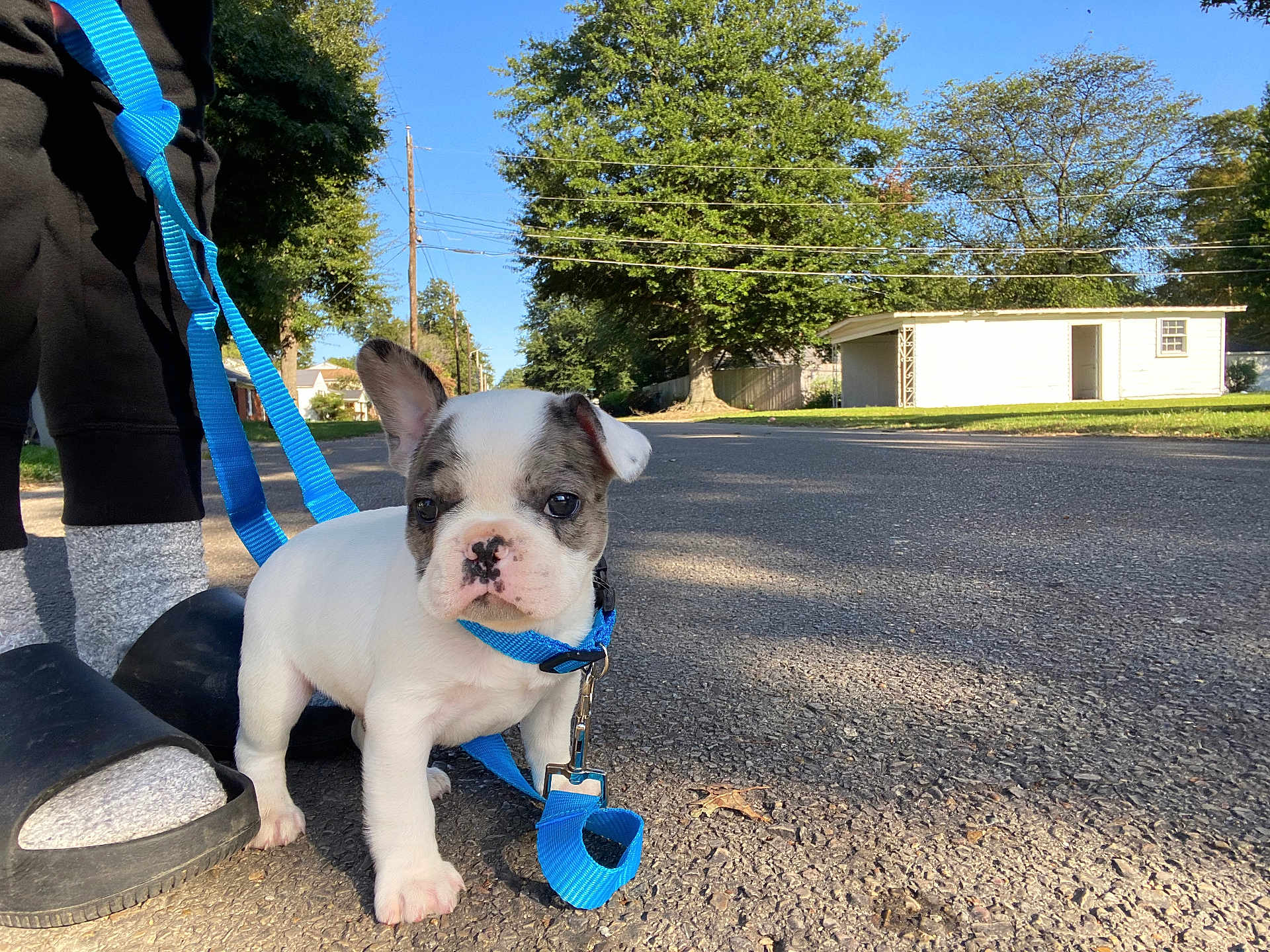 Kenzo joined the competition — help win amazing prizes! adult, animal, architecture, building, bulldog, canine, city, dog, frenchbulldog, grass, outdoors, pet, plant, puppy, road, shelter, street, tree, urban, vegetation