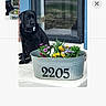 black_dog, calm, canine, daylight, decor, dog, door, flower_pot, flowers, garden, home, house, metal_pot, nature, outdoor, pet, plant, porch, sitting, window