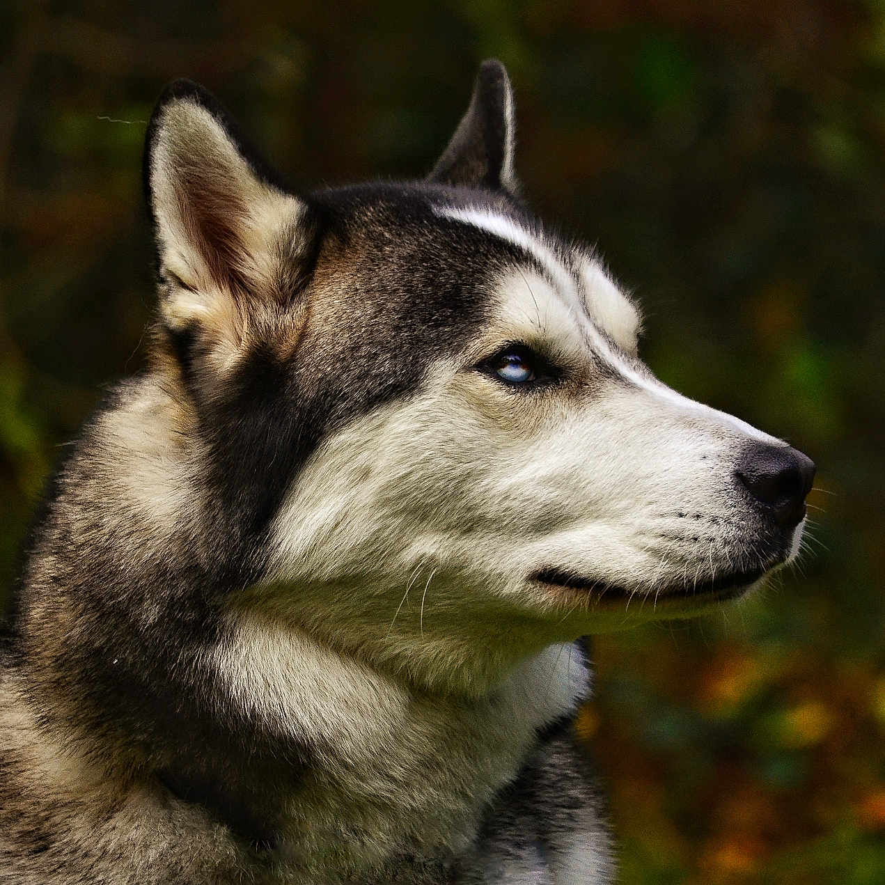 Dexter joined the competition — help win amazing prizes! alert, animal, background_blur, blue_eyes, canine, closeup, dog, ears, fluffy, fur, husky, looking_away, mammal, nature, outdoor, pet, portrait, profile, siberian_husky, wildlife