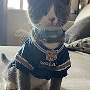 Dallas is registered to the contest to win money with this photo: kitten, cat, gray_and_white, pet, animal, portrait, sitting, couch, indoors, home, window, natural_light, football_jersey, sports_fan, collar, bell, whiskers, paws, cute, dallas