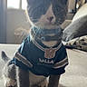 kitten, cat, gray_and_white, pet, animal, portrait, sitting, couch, indoors, home, window, natural_light, football_jersey, sports_fan, collar, bell, whiskers, paws, cute, dallas