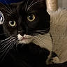 animal, background_blur, black_and_white, cat, close_up, curious, date, domestic, feline, green_eyes, indoor, pet, phone_screen, photo_gallery, portrait, screenshot, soft_fur, thumbnail, time, whiskers