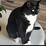 alert, animal, black_and_white, cabinet, cat, closeup, curious, cute, domestic_cat, feline, fur, household, indoor, pet, plant, sitting, table, tuxedo_cat, whiskers, yellow_eyes