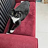 animal, bench, black_fur, cat, cleaning_tool, cozy, curious, floor, furniture, indoor, looking, modern, mop, pet, red, resting, tile_floor, tuxedo_cat, white_fur, yellow_eyes