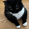 animal, black_and_white, cat, closeup, cute, domestic_cat, eyes, feline, fur, indoor, mammal, natural_light, paws, pet, portrait, relaxed, resting, tuxedo_cat, whiskers, wooden_floor