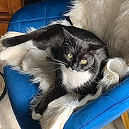 Louna participe au concours pour gagner de l'argent avec cette photo : animal, black_and_white_cat, blue_chair, cat, chair, comfort, cozy, domestic_cat, feline, fluffy_throw, fur, home, indoor, looking, pet, relaxed, resting, sitting, whiskers, yellow_eyes