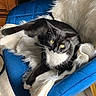 animal, black_and_white_cat, blue_chair, cat, chair, comfort, cozy, domestic_cat, feline, fluffy_throw, fur, home, indoor, looking, pet, relaxed, resting, sitting, whiskers, yellow_eyes