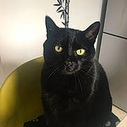 Bibinou participe au concours pour gagner de l'argent avec cette photo : animal, black_cat, calm, cat, chair, closeup, curious, domestic_cat, feline, fur, green_chair, home_interior, houseplant, indoor, looking_at_camera, paw_print_blanket, pet, sitting, whiskers, yellow_eyes