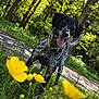 black_and_white, canine, collar, daytime, dog, forest, grass, greenery, happy, nature, outdoor, path, pet, playful, speckled, spring, sunlight, tail, tongue_out, yellow_flowers