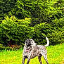 Fanny a rejoint le concours — aidez-le/la à gagner de superbes lots ! animal, canine, conifer, dog, fitness, grass, grove, land, nature, outdoors, person, pet, plant, pointer, puppy, rainforest, sport, tree, vegetation, woodland