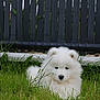 puppy, dog, grass, outdoor, fence, white, fluffy, cute, pet, young, nature, animal, fur, adorable, canine, playful, small, sitting, green, summer