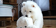 Ace participe au concours pour gagner de l'argent avec cette photo : puppy, white_dog, plush_toy, octopus_toy, indoor, living_room, tiled_floor, wooden_cabinet, television, furniture, cute, pet, animal, floor, playful, cozy, home, toy, fluffy, dog