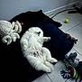 puppy, dog, white, fluffy, blanket, toy, plush, rope_toy, floor, tile, relaxed, sleeping, pet, indoor, cute, animal, play, resting, cozy, companion