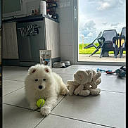 Ace a rejoint le concours — aidez-le/la à gagner de superbes lots ! puppy, dog, white_fur, tennis_ball, toy, plush_toy, kitchen, floor, tiles, glass_door, chairs, outdoor, cloudy_sky, dog_bowls, modern_interior, pet, indoor, animal, cute, relaxed