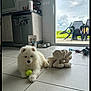 puppy, dog, white_fur, tennis_ball, toy, plush_toy, kitchen, floor, tiles, glass_door, chairs, outdoor, cloudy_sky, dog_bowls, modern_interior, pet, indoor, animal, cute, relaxed