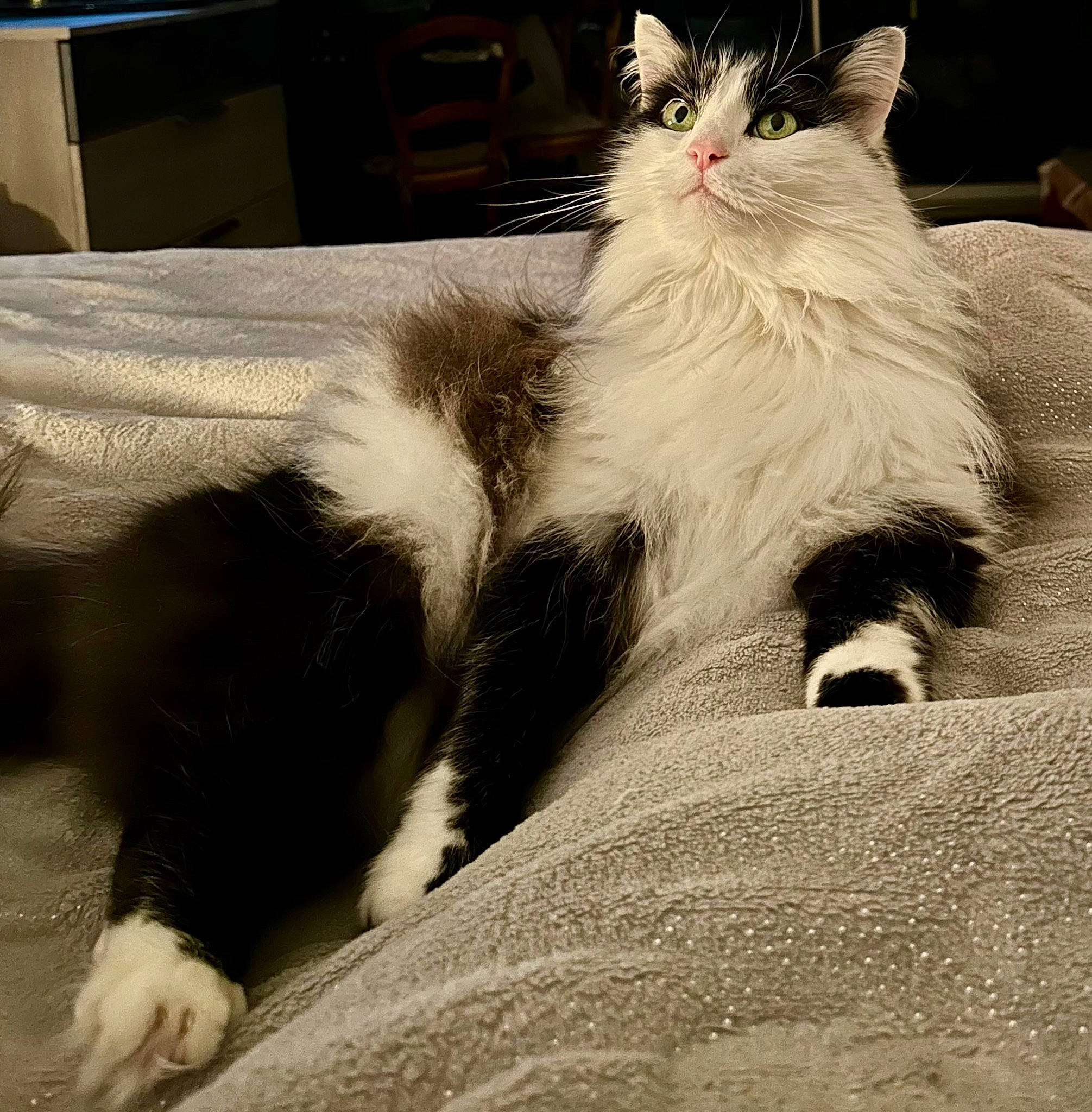 Frimousse a rejoint le concours — aidez-le/la à gagner de superbes lots ! carnivore, cat, claw, comfort, companion_dog, domestic_short_haired_cat, drawer, felidae, fur, lap, metal, monochrome_photography, nap, paw, small_to_medium_sized_cats, tail, terrestrial_animal, tints_and_shades, whiskers, window