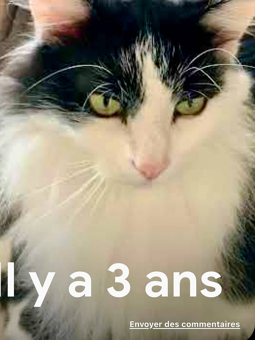 Frimousse a rejoint le concours — aidez-le/la à gagner de superbes lots ! carnivore, cat, domestic_short_haired_cat, event, felidae, font, fur, happy, love, morning, organism, paw, photo_caption, plant, sky, small_to_medium_sized_cats, snout, square, stock_photography, whiskers