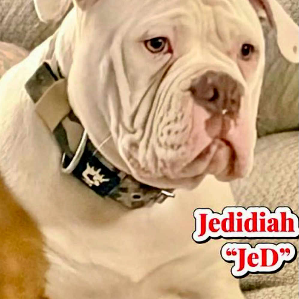 Jedidiah-Jed joined the competition — help win amazing prizes! animal, bulldog, canine, close_up, collar, couch, dog, domestic_animal, ears, expression, fur, indoor, looking_away, pet, portrait, resting, seated, snout, texture, white_dog