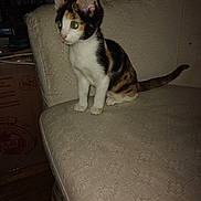 Chipie participe au concours pour gagner de l'argent avec cette photo : kitten, calico, cat, couch, indoor, pet, animal, feline, sitting, curious, flash, green_eyes, texture, fabric, cardboard_box, wood_floor, shelf, dim_light, domestic, young