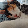 Chipie participe au concours pour gagner de l'argent avec cette photo : cat, calico, sleeping, closeup, pet, fur, whiskers, pink_nose, relaxed, cozy, blanket, indoor, animal, cute, resting, soft, ears, nap, feline