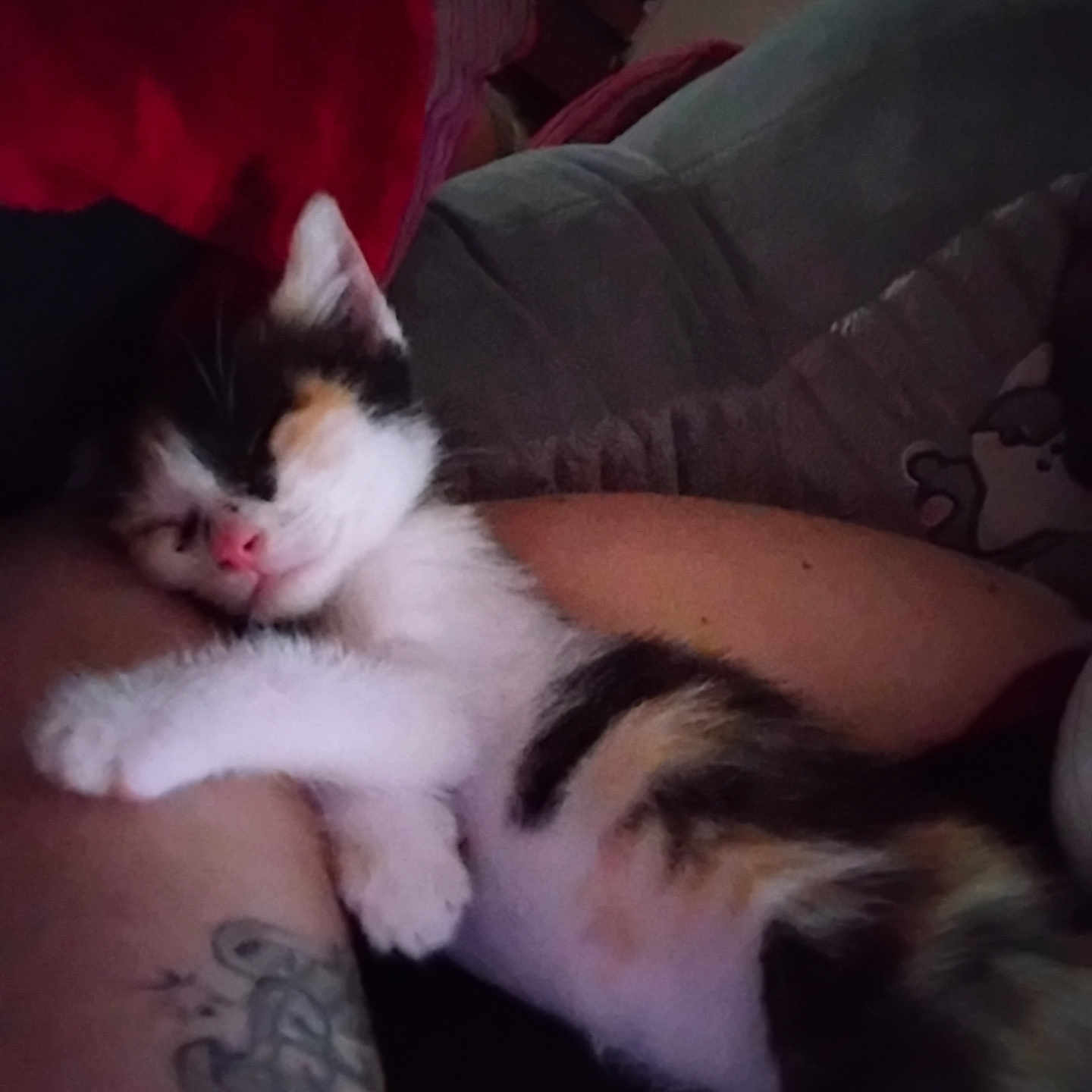 Chipie a rejoint le concours — aidez-le/la à gagner de superbes lots ! arm, blanket, calico, cat, closeup, comfort, couch, cozy, feline, fur, human, indoor, kitten, paw, pet, pink_nose, relaxed, resting, sleeping, tattoo