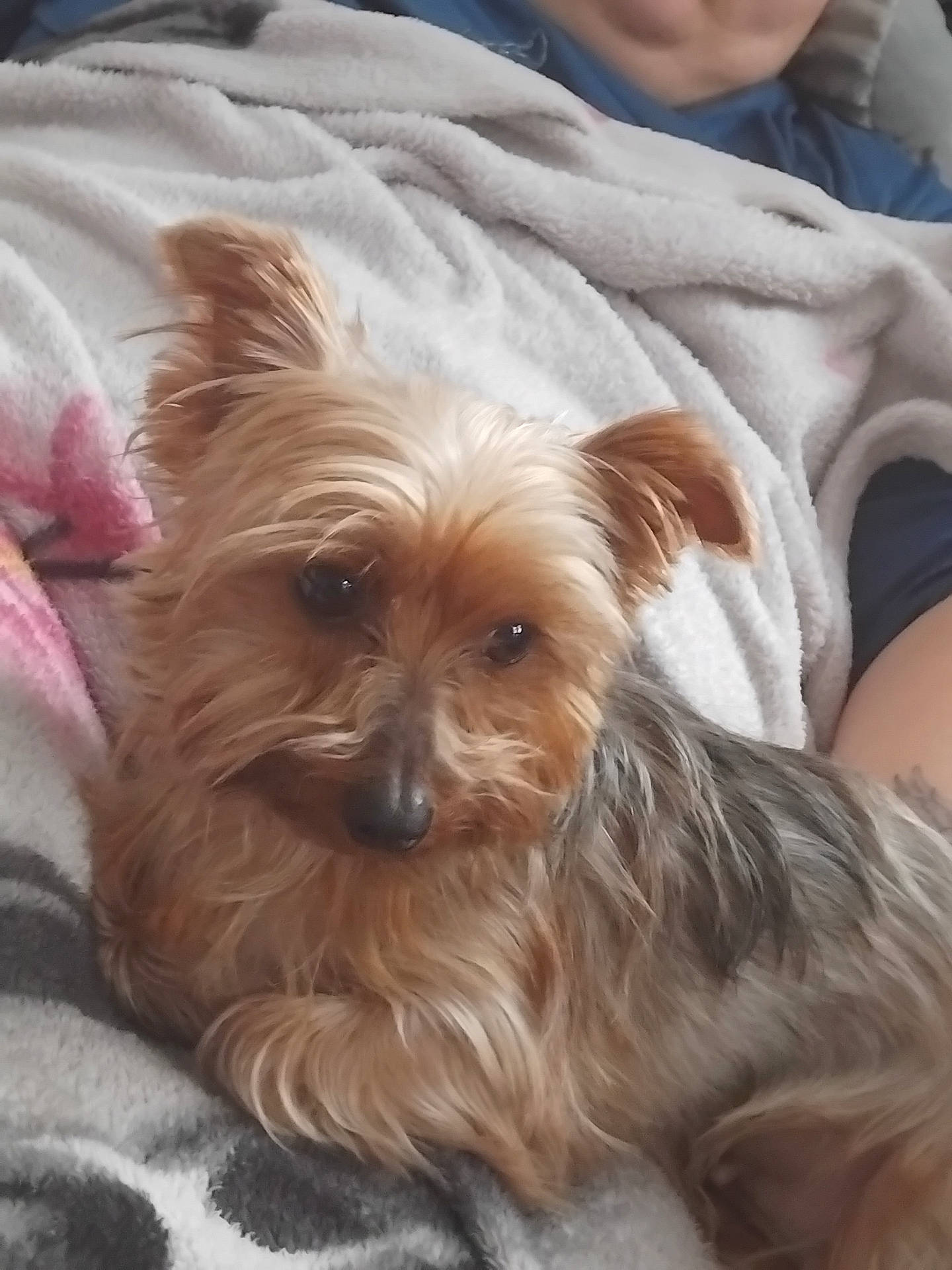 animal, black_nose, blanket, brown_fur, canine, comfort, companion, cozy, cute, dog, ears, fur, home, indoor, lying_down, pet, relaxed, resting, small_dog, soft_texture