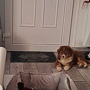 Aspiryne participe au concours pour gagner de l'argent avec cette photo : puppy, dog, indoor, floor, door, dog_bed, plush_toy, tile_floor, pet, brown, white, animal, resting, cozy, home, welcome_mat, cute, young_dog, fur, relaxed