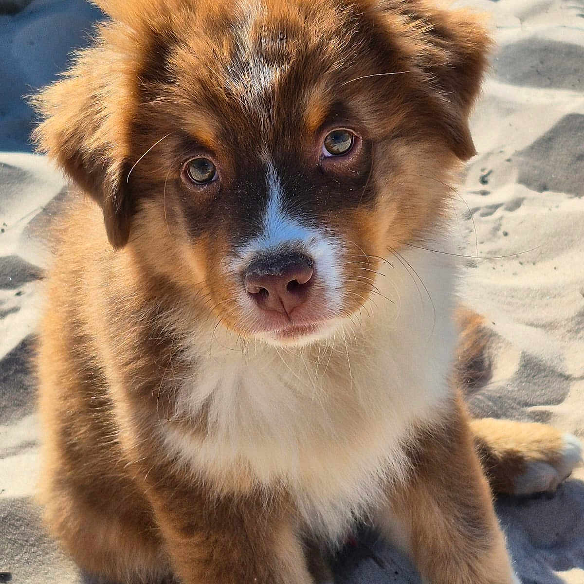 Aspiryne participe au concours pour gagner de l'argent avec cette photo : adorable, animal, beach, brown, canine, closeup, cute, dog, fluffy, fur, nature, outdoor, pet, portrait, puppy, sand, sitting, sunlight, white, young
